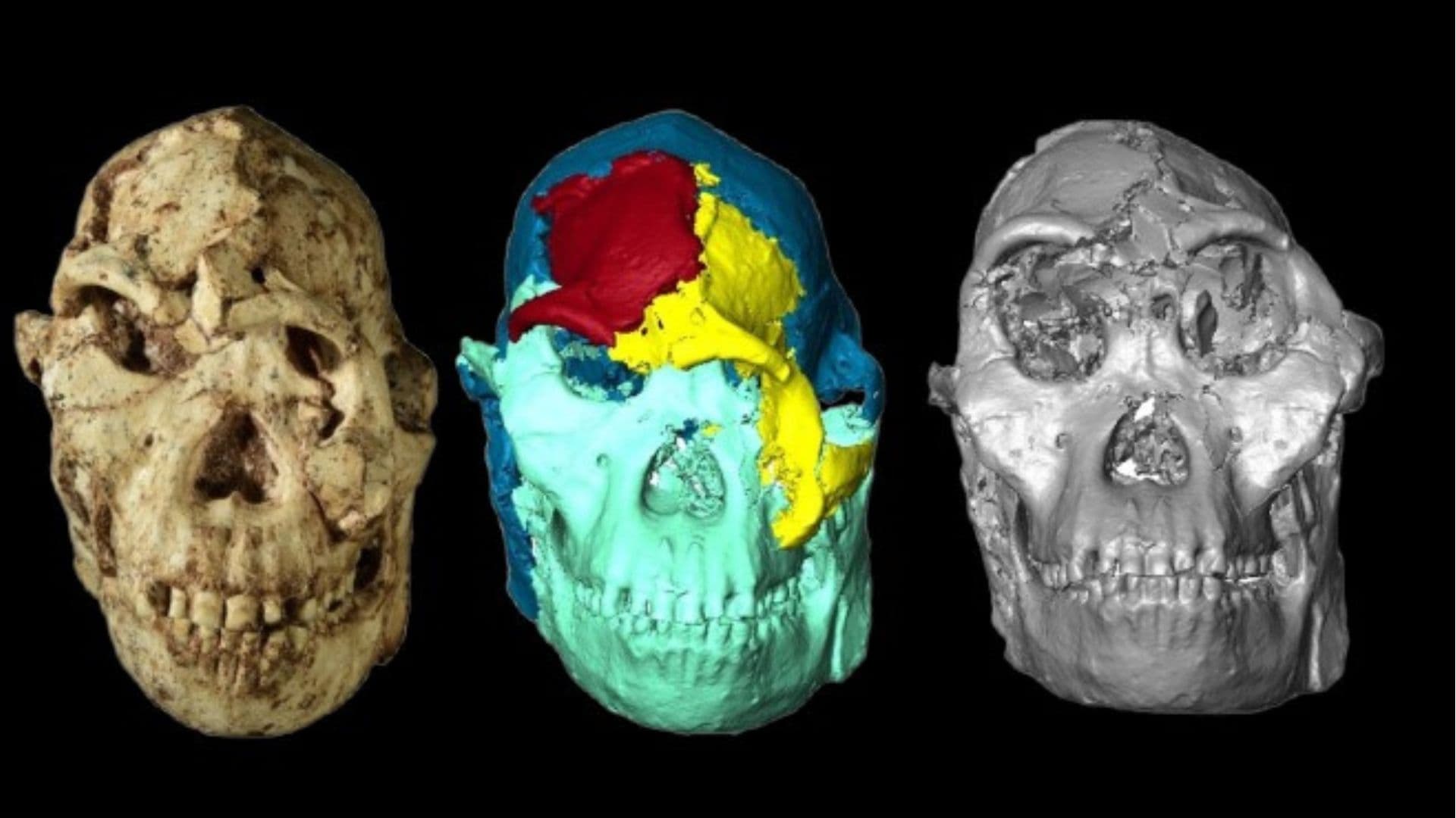 ‘Little Foot’: Scientists reconstruct face of 3.67-million-year-old fossil using synchrotron scans