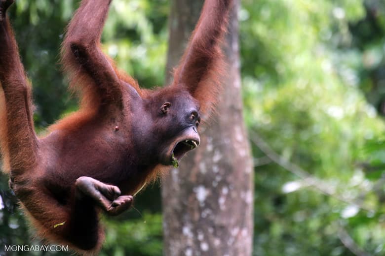 Palm oil clearing advances in Bornean orangutan habitat despite red flags
