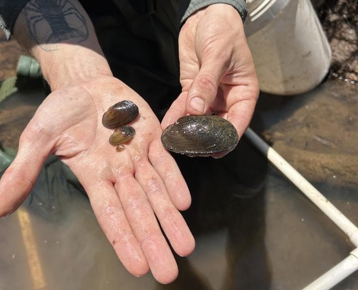 Dams, drains and other artificial habitats could buy time for threatened mussels: Study
