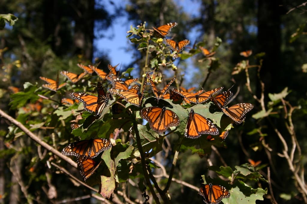 Eastern monarch butterfly populations increase in 2025, but challenges remain