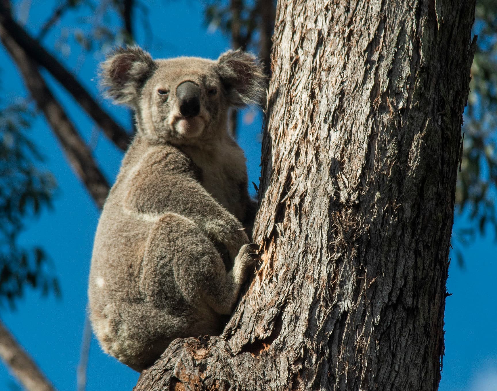 Koala on the road? AI signs could alert drivers in real time