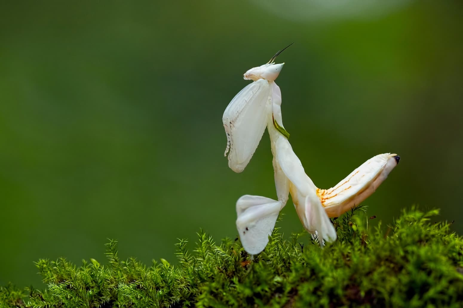 Analysis: Half of nations meet UN deadline for nature-loss reporting